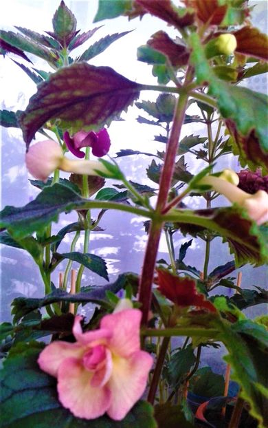  - Foarte multe varietatii inca nu au inflorit