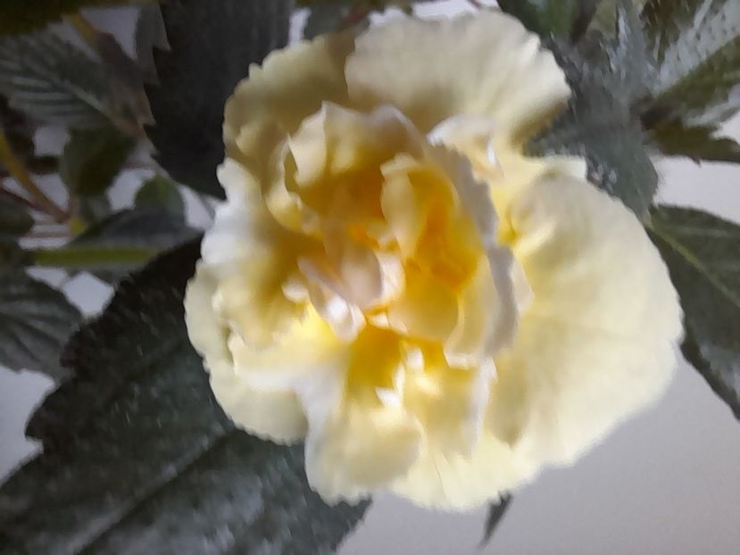  - Yellow English Rose