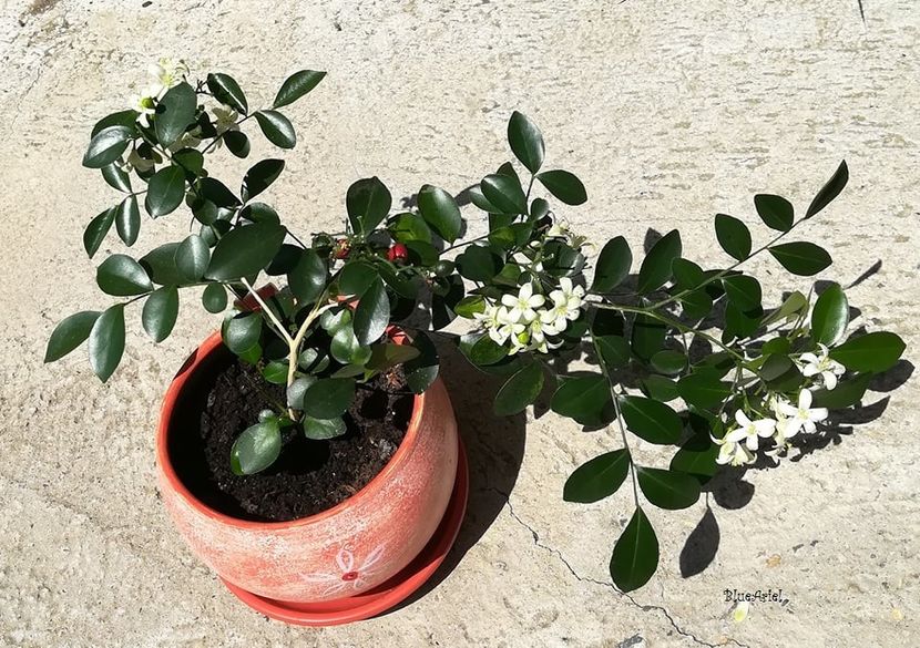 Murraya exotica (planta mama) - Descriere plante