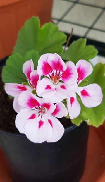  - Spĺash pierduta 2024