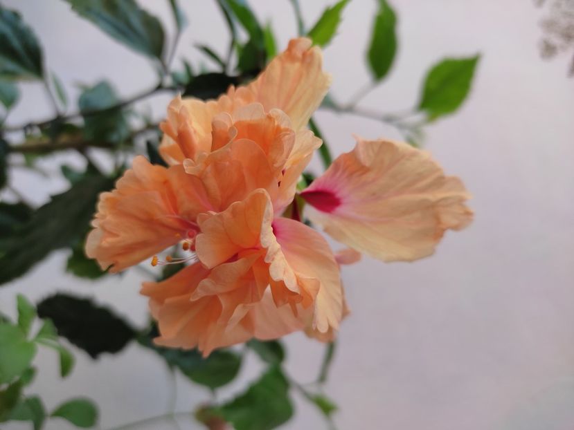  - Hibiscus 2021-2