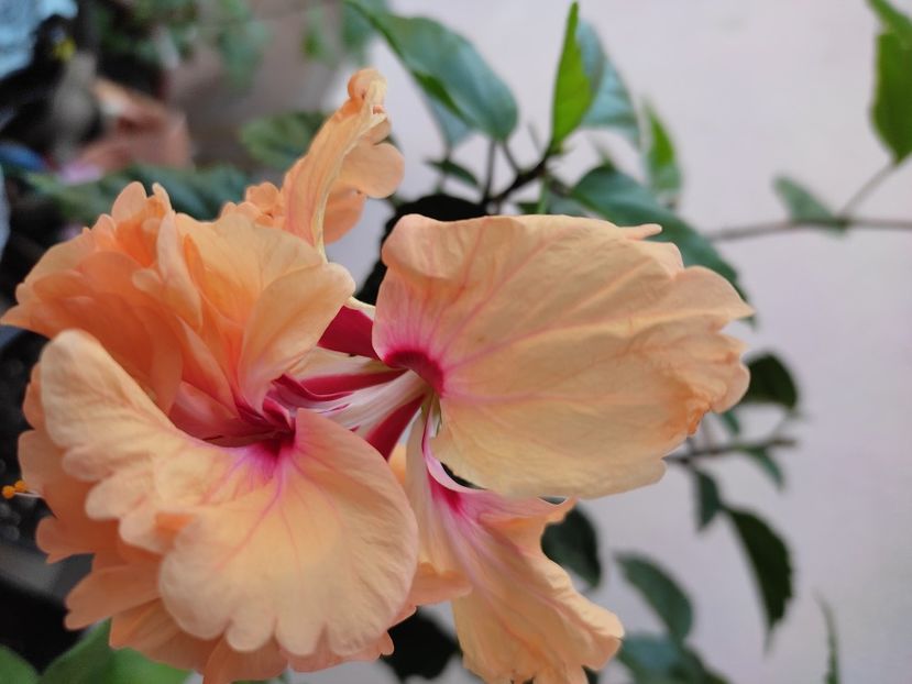  - Hibiscus 2021-2