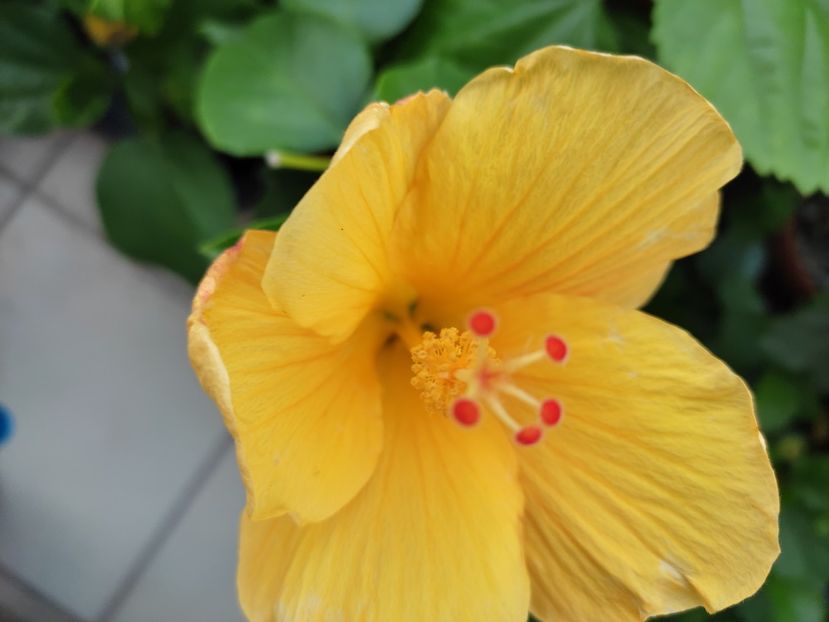  - Hibiscus 2021-2