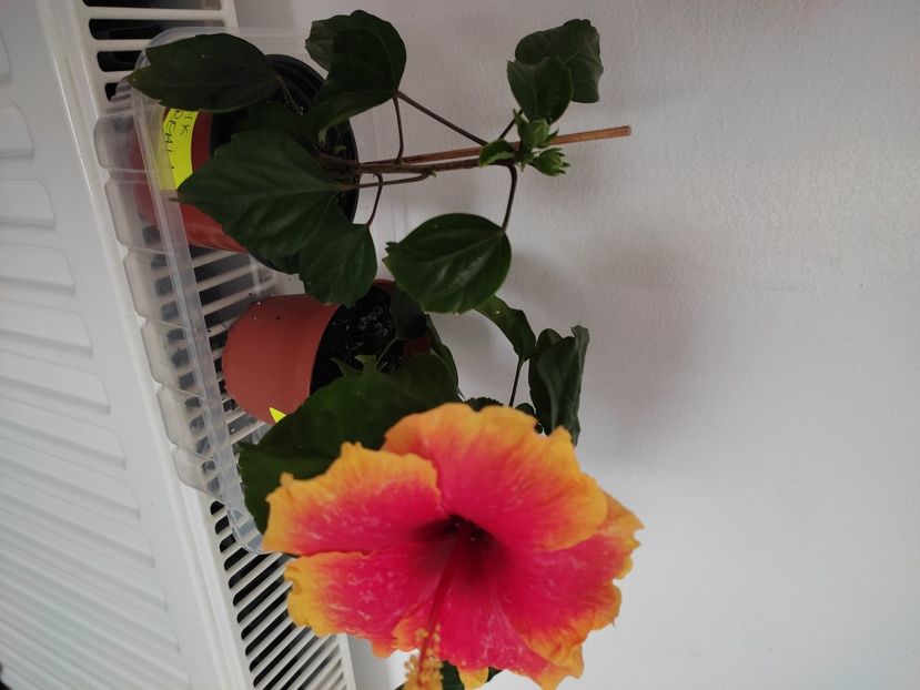  - Hibiscus 2021-2