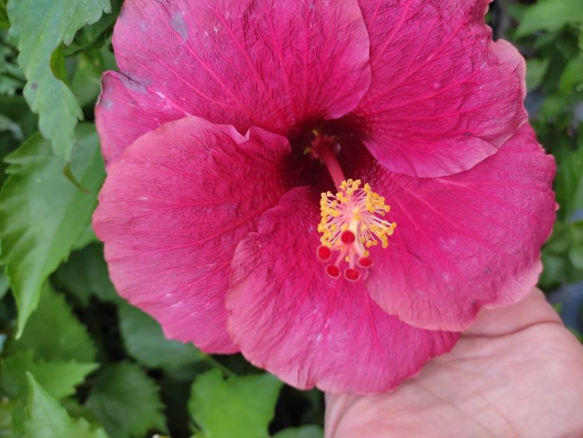  - Hibiscus 2021-2