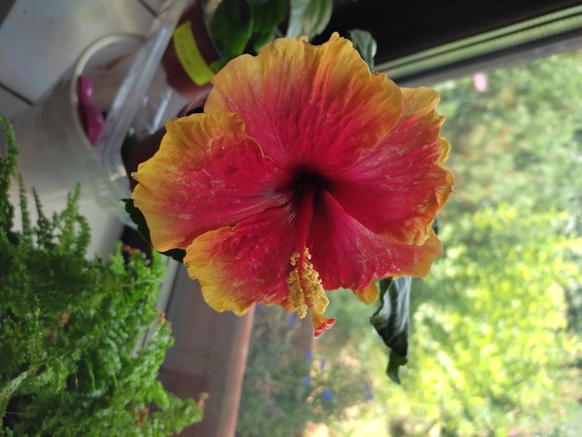  - Hibiscus 2021-2