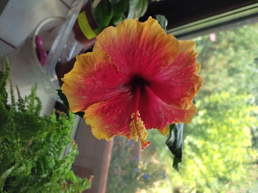  - Hibiscus 2021-2