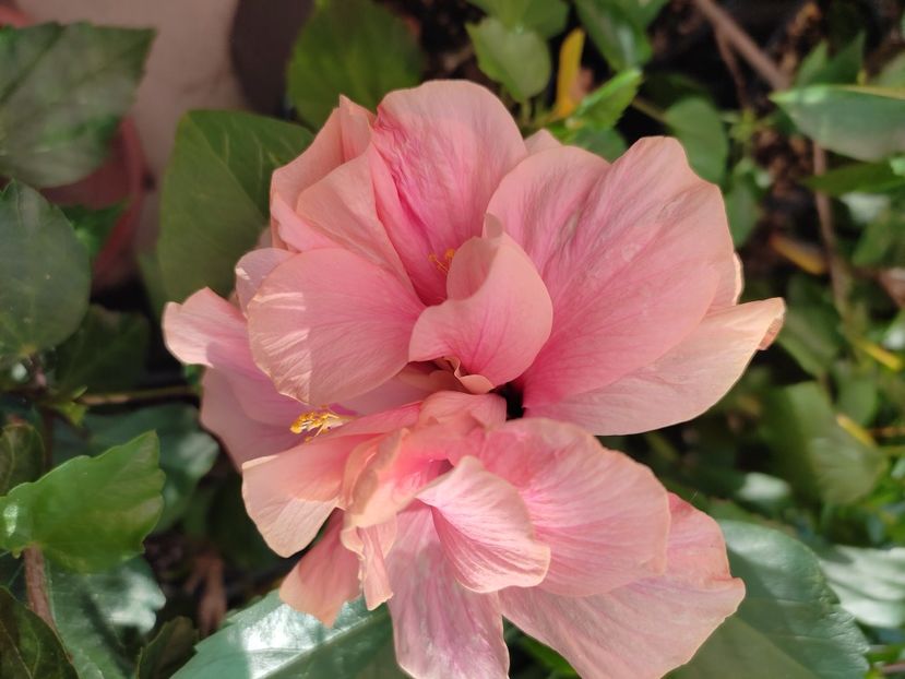  - Hibiscus 2021-2