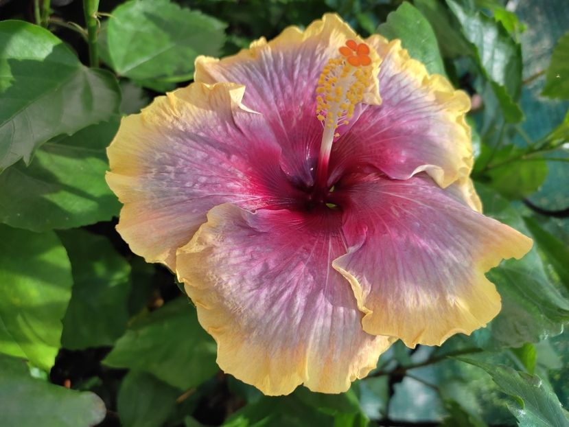  - Hibiscus 2021-2