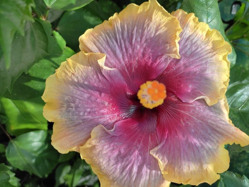  - Hibiscus 2021-2