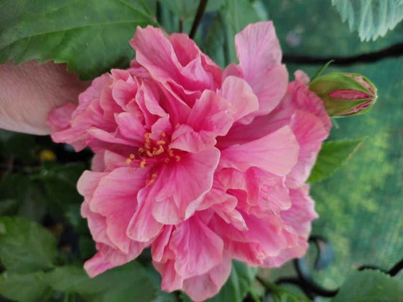  - Hibiscus 2021-2