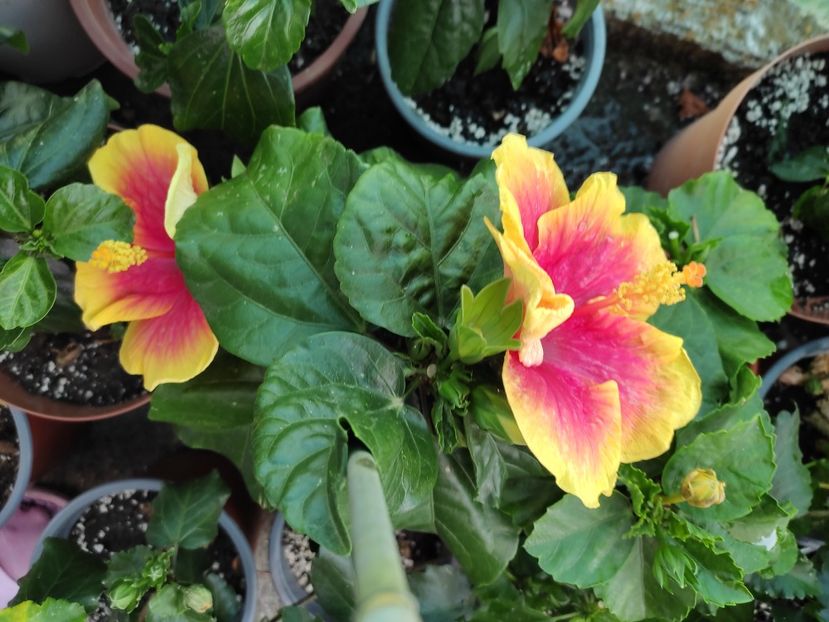  - Hibiscus 2021-2