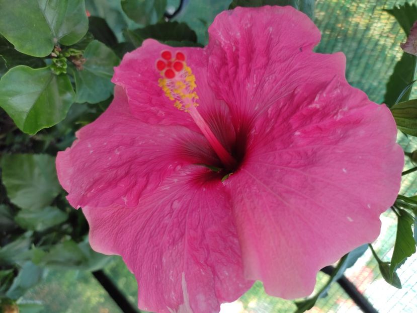  - Hibiscus 2021-2