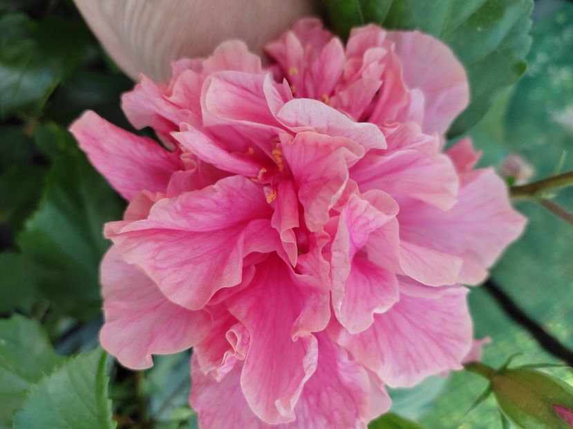  - Hibiscus 2021-2