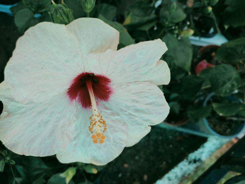  - Hibiscus 2021-2
