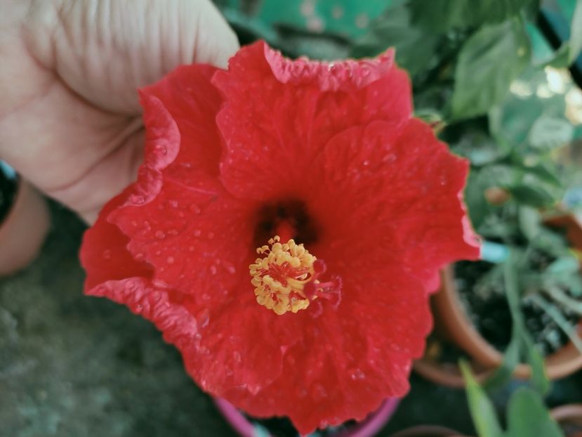  - Hibiscus 2021-2