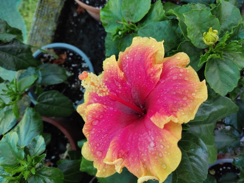  - Hibiscus 2021-2