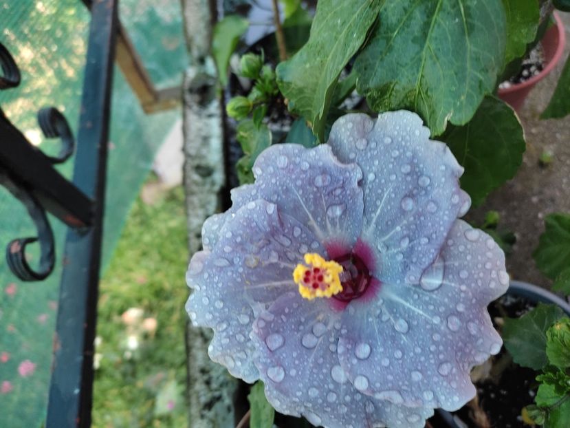  - Hibiscus 2021-2
