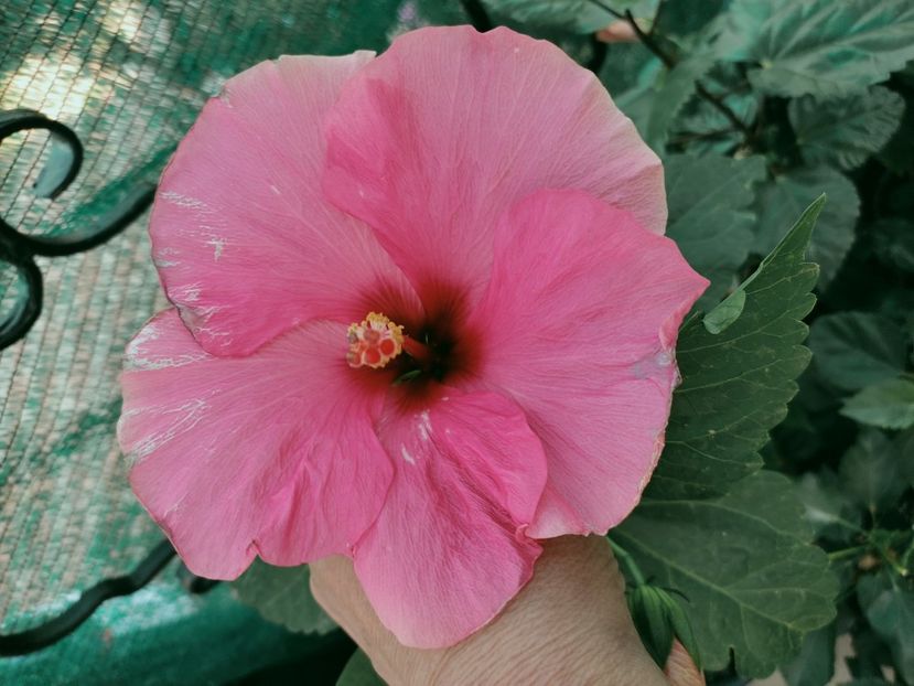  - Hibiscus 2021-2