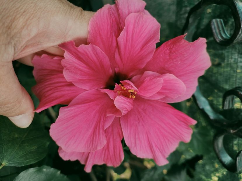  - Hibiscus 2021-2
