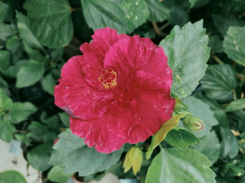  - Hibiscus 2021-2