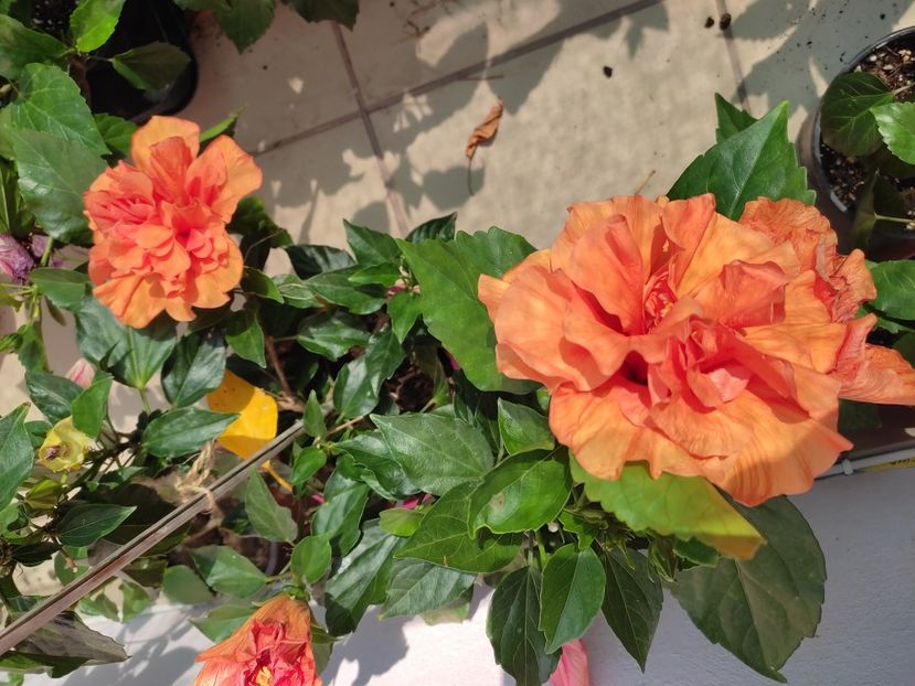  - Hibiscus 2021-2