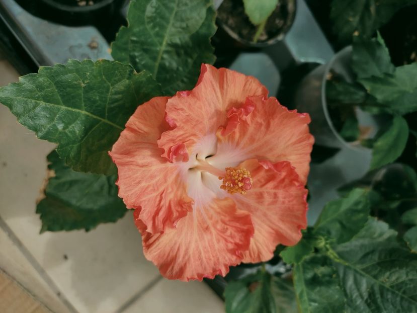  - Hibiscus 2021-2