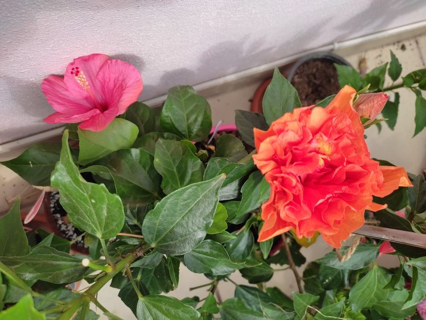  - Hibiscus 2021-2