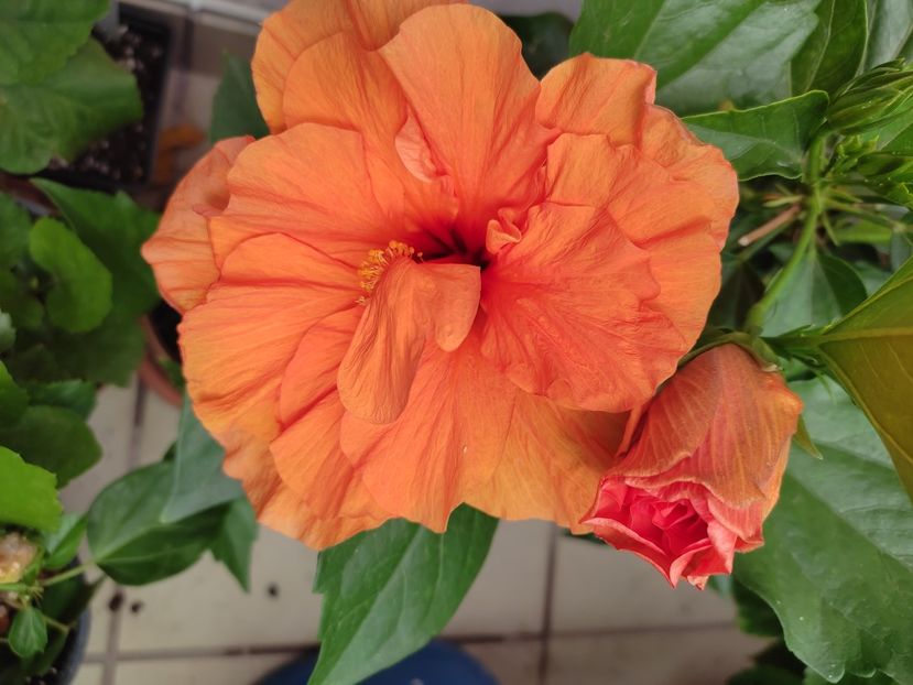  - Hibiscus 2021-2