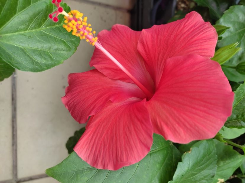  - Hibiscus 2021-2
