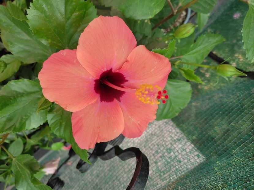  - Hibiscus 2021-2