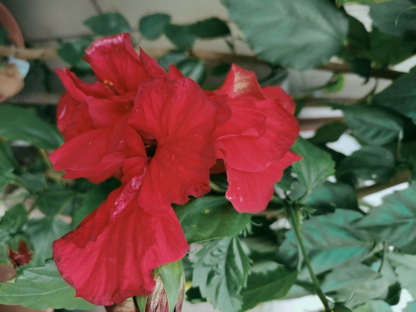  - Hibiscus 2021-2
