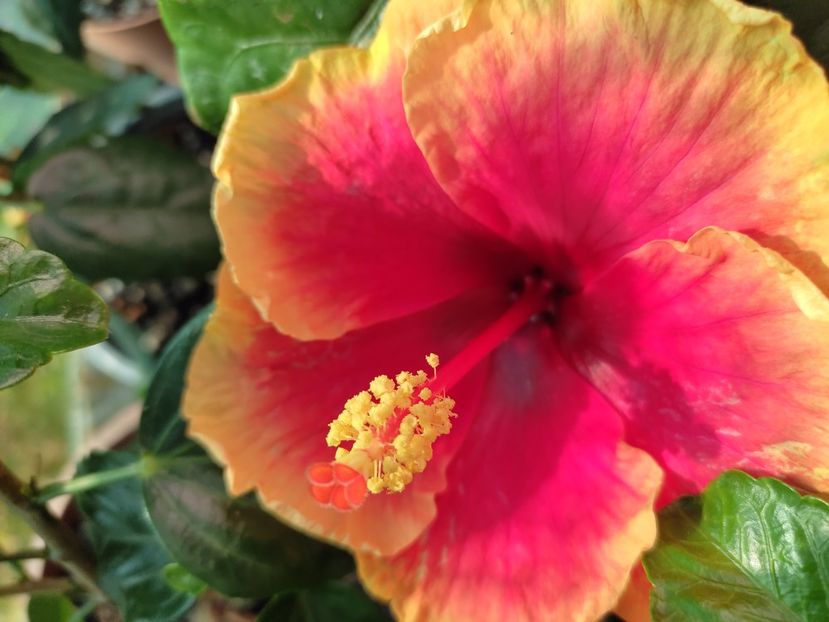  - Hibiscus 2021-2