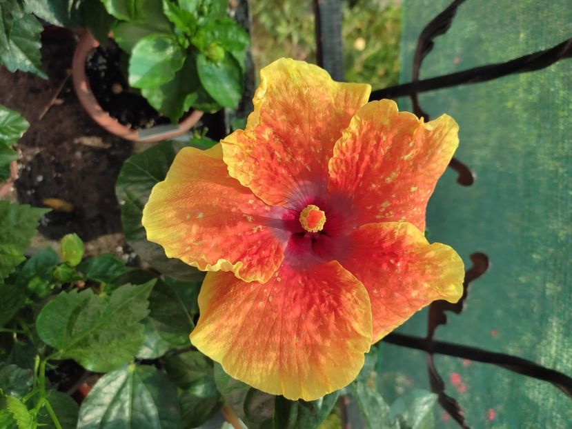  - Hibiscus 2021-2