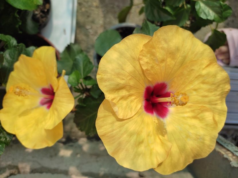  - Hibiscus 2021-2