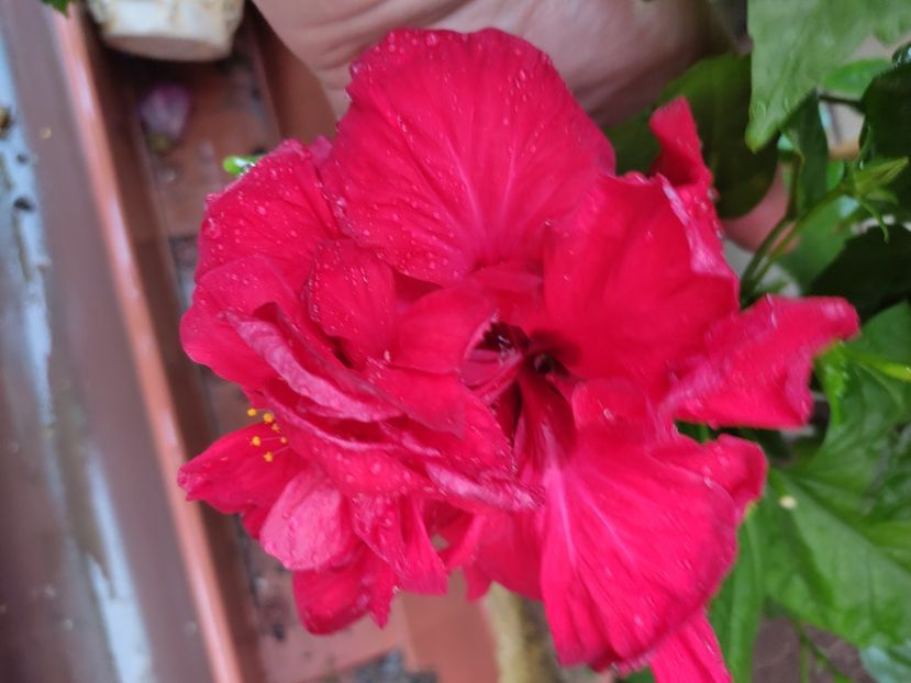  - Hibiscus 2021-2