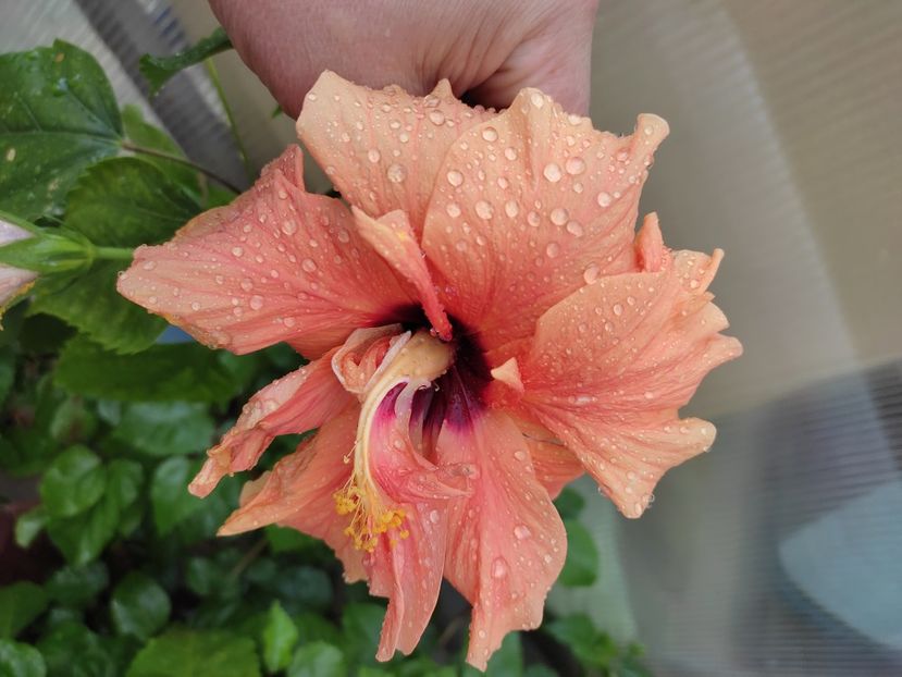  - Hibiscus 2021-2