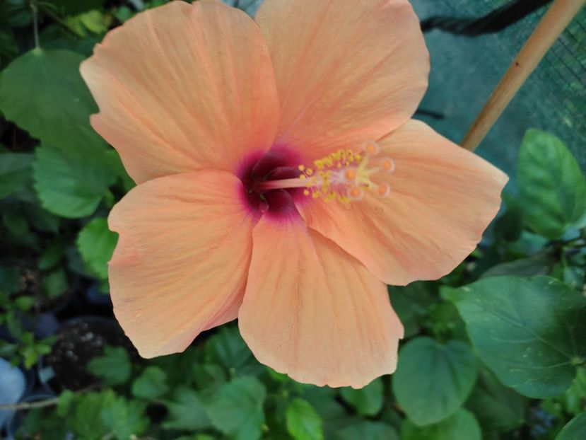  - Hibiscus 2021-2