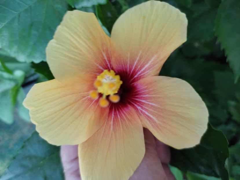  - Hibiscus 2021-2