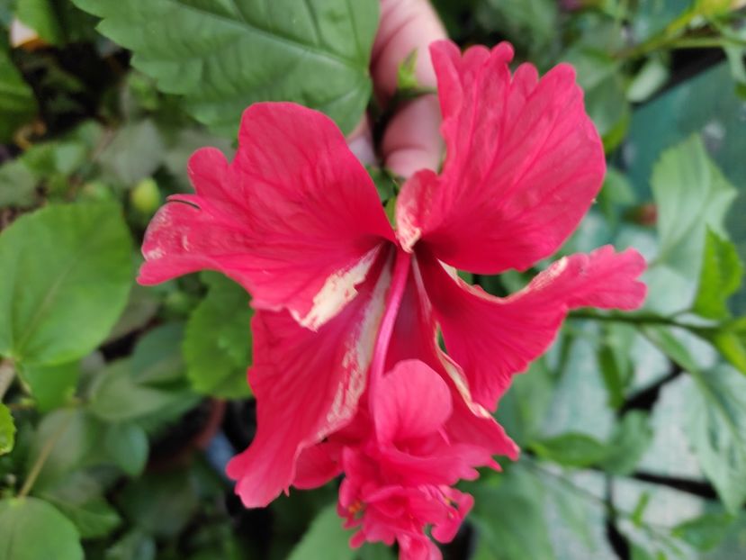  - Hibiscus 2021-2