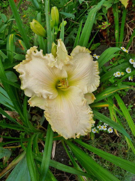 - Hemerocallis