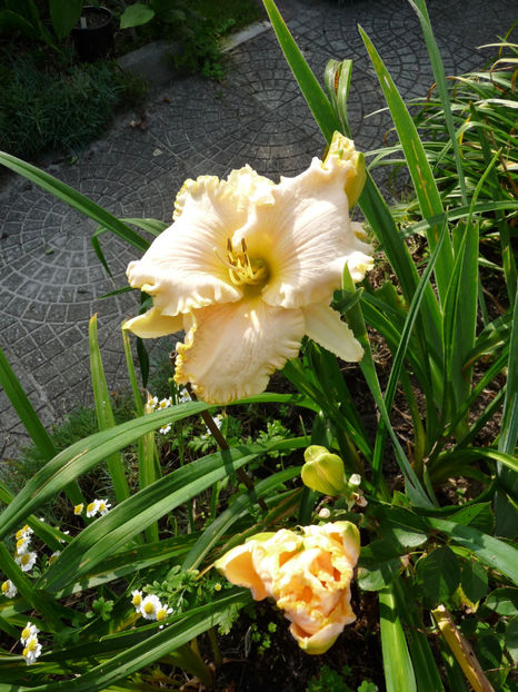  - Hemerocallis