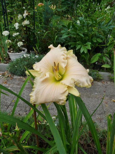 - Hemerocallis