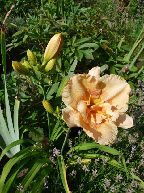  - Hemerocallis