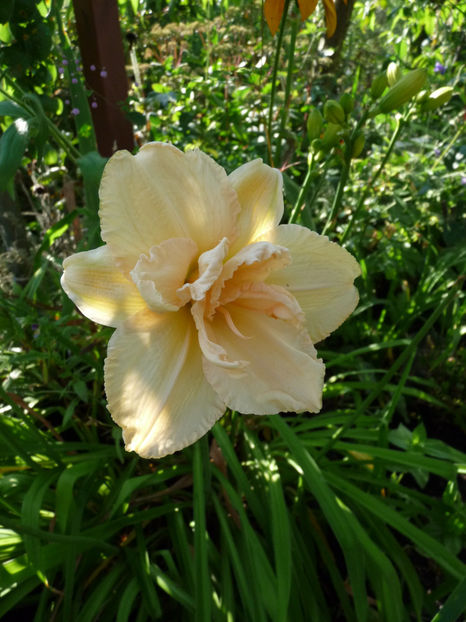  - Hemerocallis