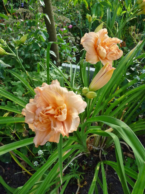  - Hemerocallis
