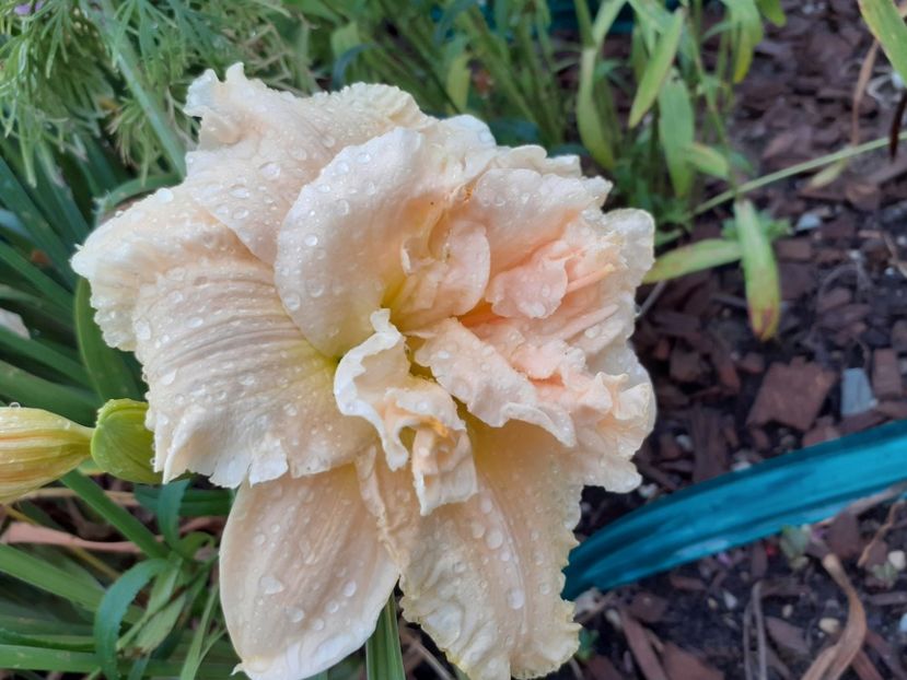  - Hemerocallis 2021