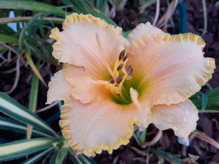 Ed brown - Hemerocallis 2021