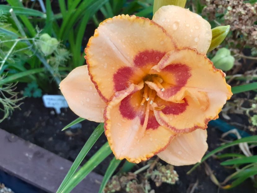 C'est la vie - Hemerocallis 2021