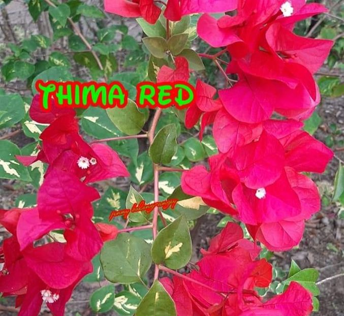  - Thima Red